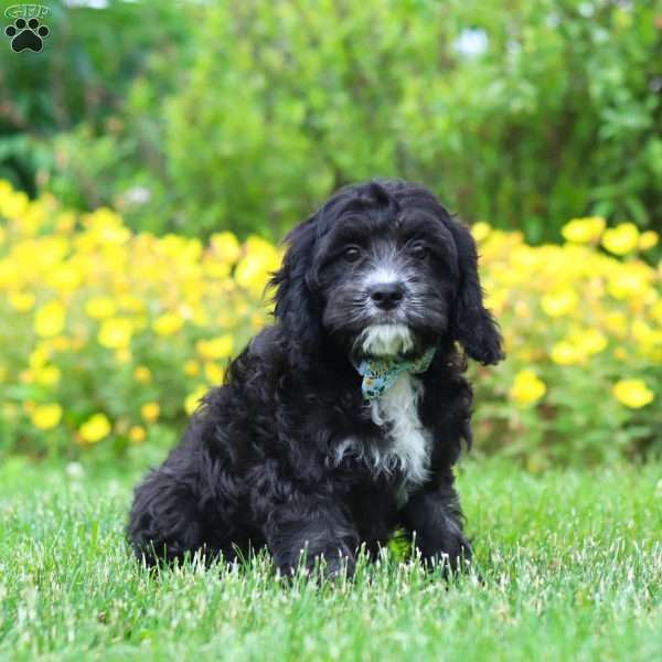 Sawyer, Cavapoo Puppy